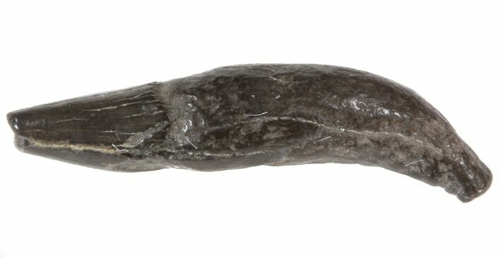 Fossil Odontocete (Toothed Whale) Tooth - Maryland #41323